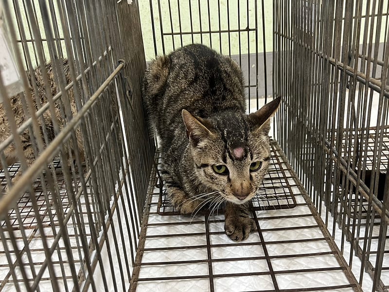 【待認養】混種貓 貓 (男生) - 金門縣動物收容中心