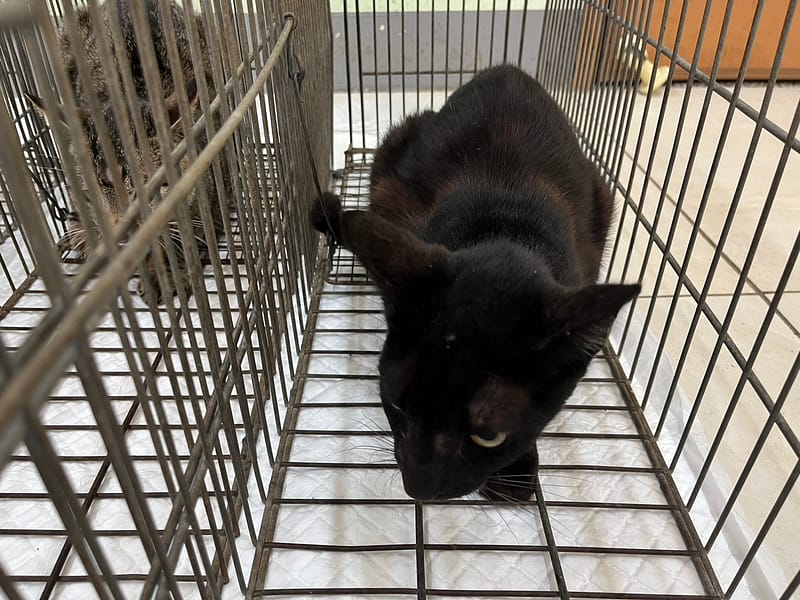 【待認養】混種貓 貓 (女生) - 金門縣動物收容中心