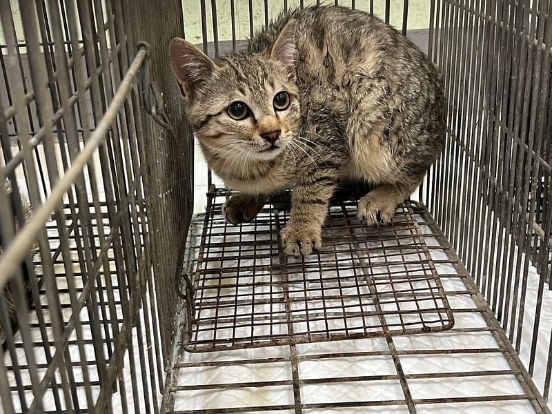 【待認養】混種貓 貓 (男生) - 金門縣動物收容中心