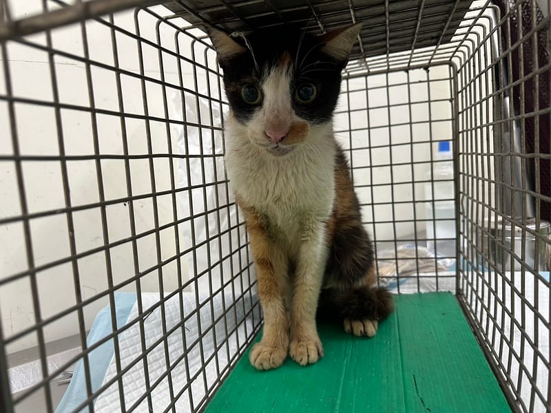 【待認養】混種貓 貓 (女生) - 臺北市動物之家