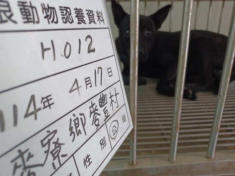 【待認養】混種犬 狗 (男生) - 雲林縣流浪動物收容所