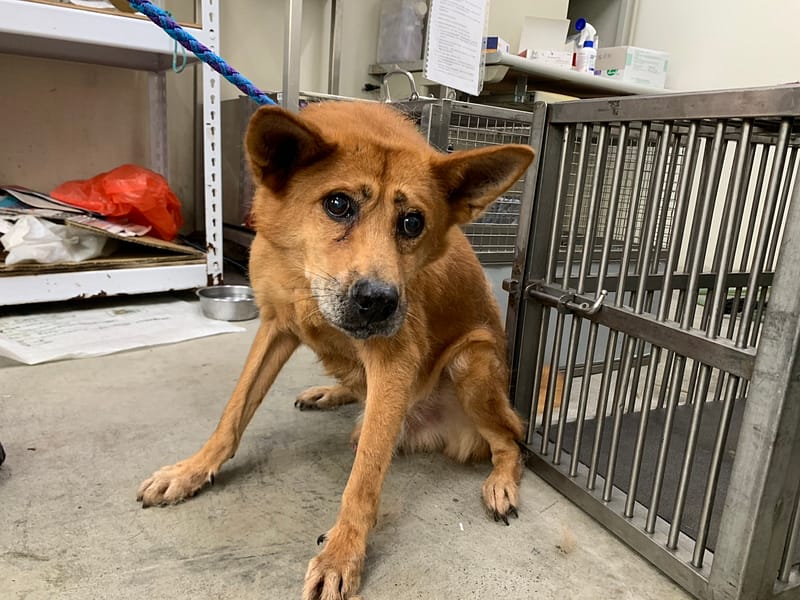 【待認養】混種犬 狗 (男生) - 臺北市動物之家