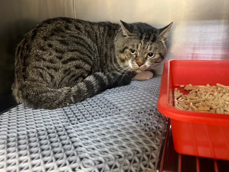 【待認養】混種貓 貓 (男生) - 桃園市動物保護教育園區