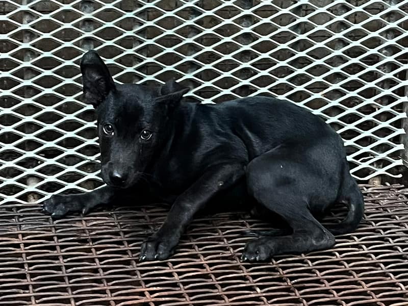 【待認養】混種犬 狗 (男生) - 彰化縣流浪狗中途之家