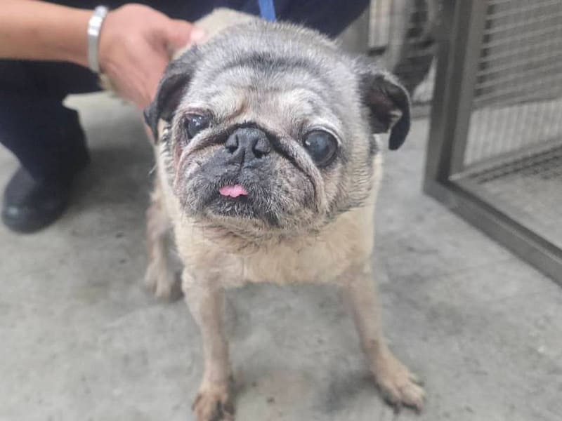 【待認養】巴哥犬 狗 (女生) - 臺北市動物之家