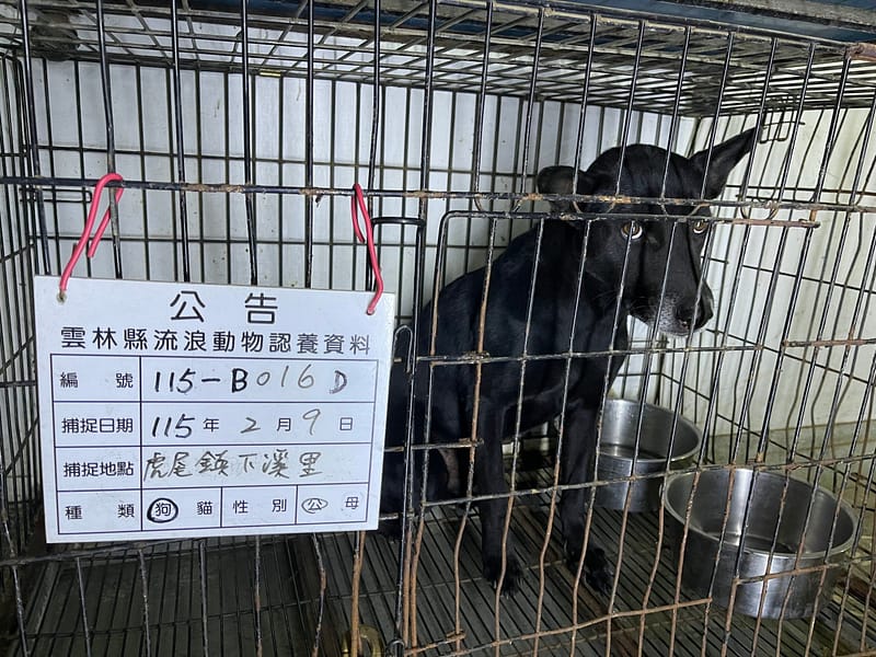 【待認養】混種犬 狗 (男生) - 雲林縣流浪動物收容所