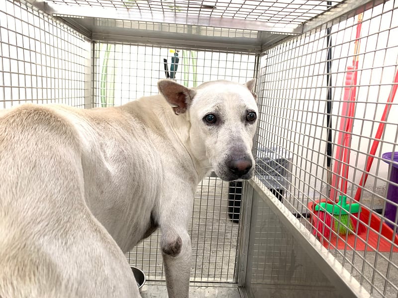 【待認養】混種犬 狗 (男生) - 臺北市動物之家