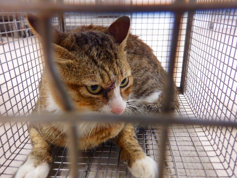 【待認養】混種貓 貓 (男生) - 南投縣公立動物收容所
