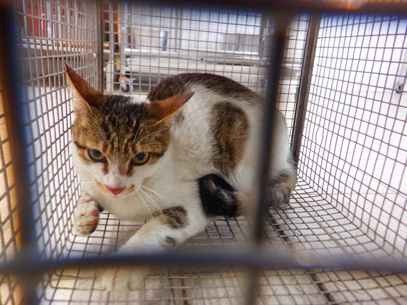 【待認養】混種貓 貓 (男生) - 南投縣公立動物收容所