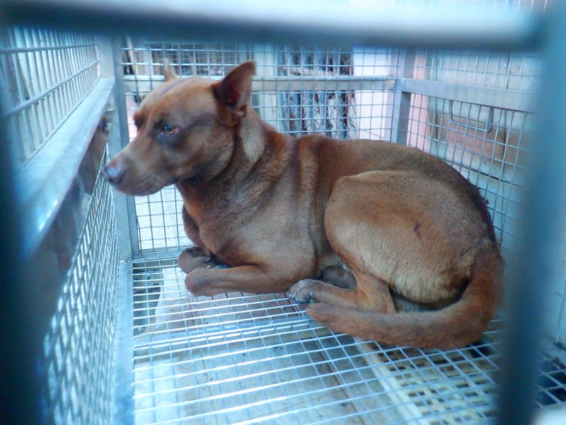 【待認養】混種犬 狗 (男生) - 南投縣公立動物收容所