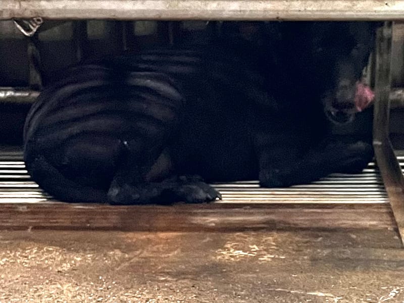 【待認養】混種犬 狗 (女生) - 彰化縣流浪狗中途之家