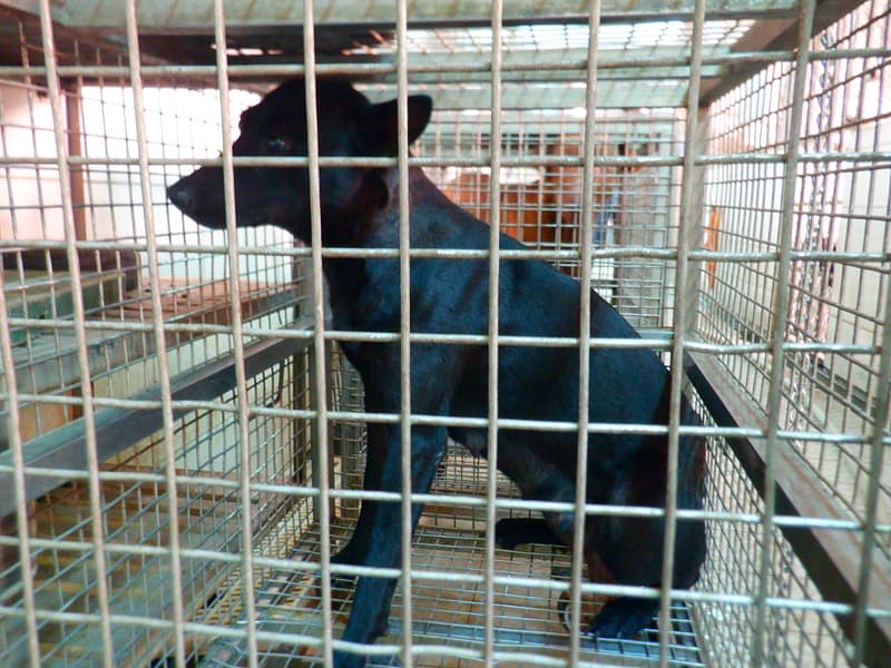 【待認養】混種犬 狗 (女生) - 南投縣公立動物收容所