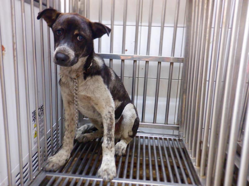 【待認養】混種犬 狗 (男生) - 南投縣公立動物收容所