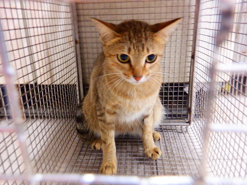 【待認養】混種貓 貓 (女生) - 南投縣公立動物收容所
