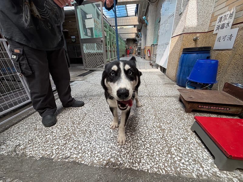 【待認養】哈士奇(西伯利亞雪橇犬) 狗 (女生) - 高雄市壽山動物保護教育園區