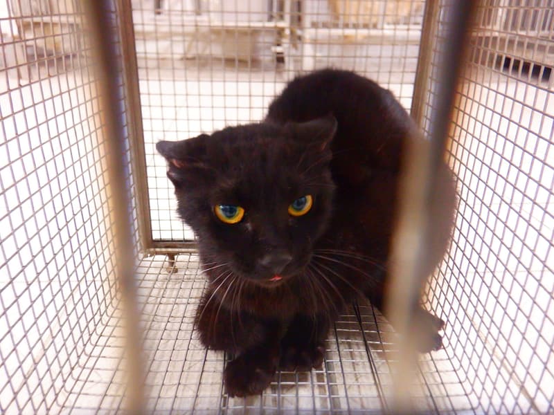 【待認養】混種貓 貓 (男生) - 南投縣公立動物收容所