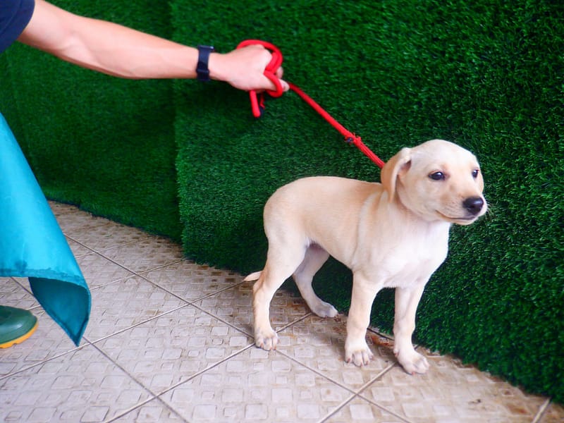 【待認養】混種犬 狗 (女生) - 南投縣公立動物收容所