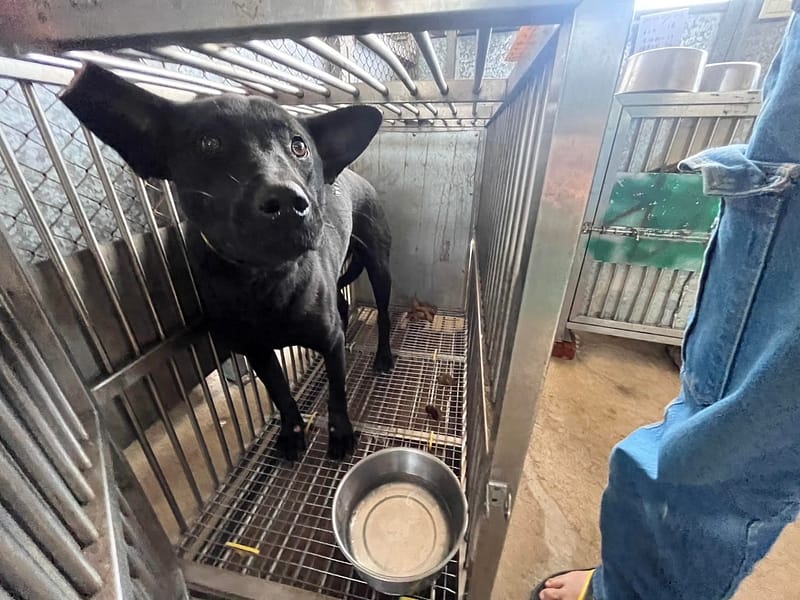 【待認養】混種犬 狗 (女生) - 桃園市動物保護教育園區