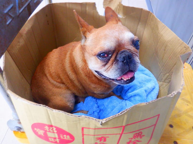 【待認養】法國鬥牛犬 狗 (男生) - 南投縣公立動物收容所