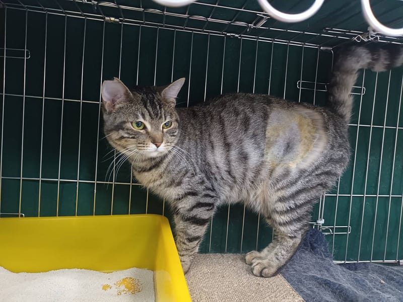 【待認養】混種貓 貓 (女生) - 新北市板橋區公立動物之家