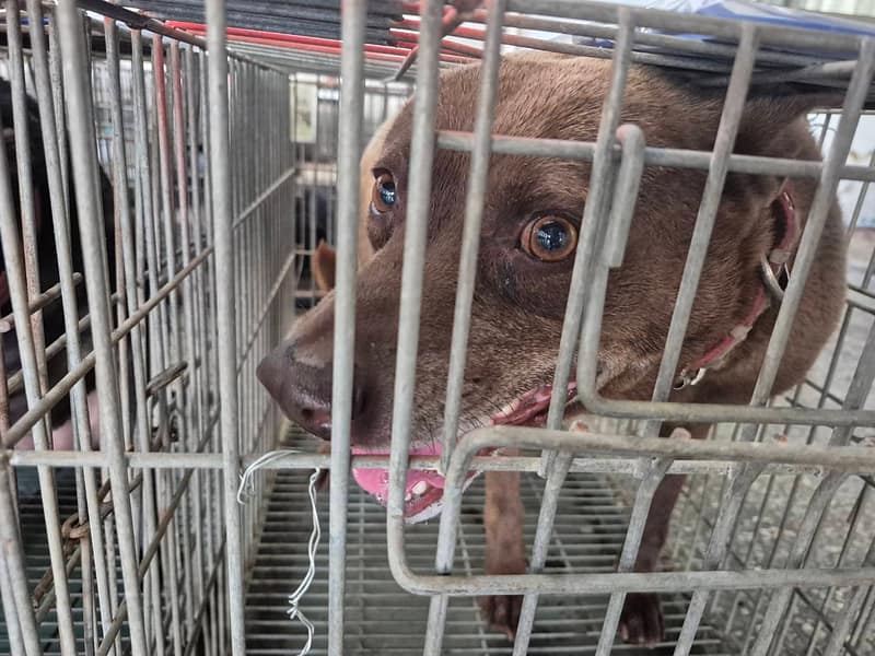 【待認養】混種犬 狗 (男生) - 臺南市動物之家善化站