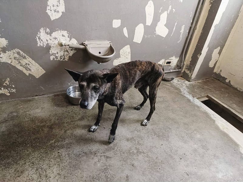 【待認養】混種犬 狗 (男生) - 新竹市動物保護教育園區