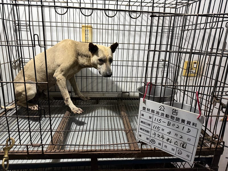 【待認養】混種犬 狗 (男生) - 雲林縣流浪動物收容所