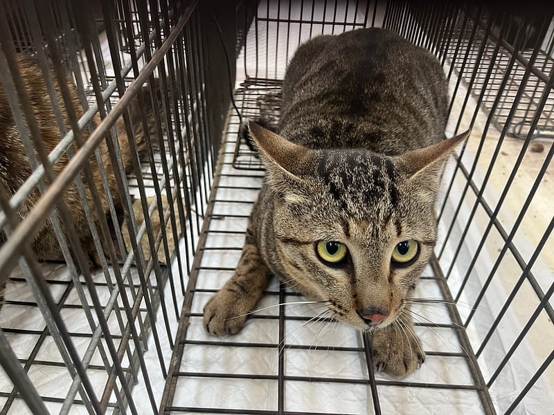 【待認養】混種貓 貓 (男生) - 金門縣動物收容中心