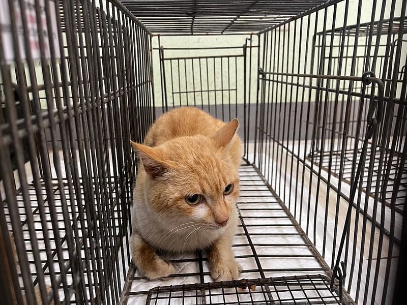 【待認養】混種貓 貓 (男生) - 金門縣動物收容中心