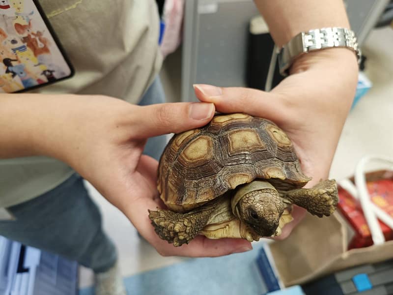 【待認養】蘇卡達象龜 其他 (未知) - 新竹市動物保護教育園區
