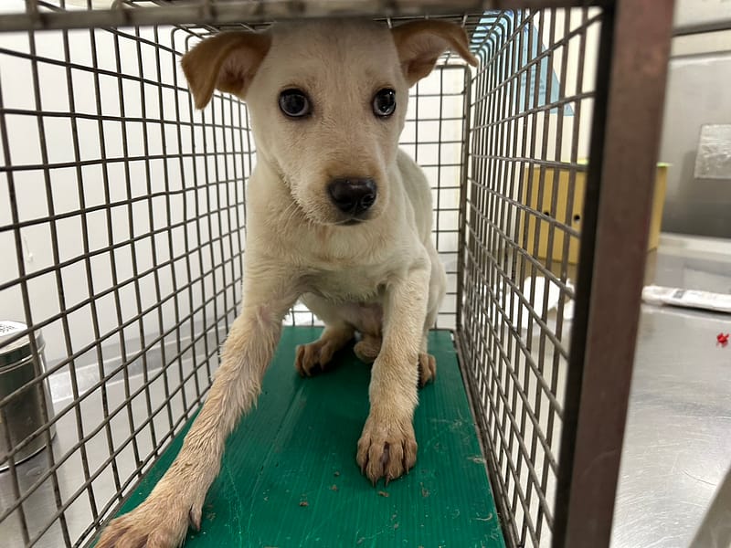 【待認養】混種犬 狗 (男生) - 臺北市動物之家