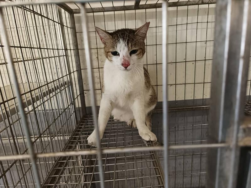 【待認養】混種貓 貓 (男生) - 新竹市動物保護教育園區