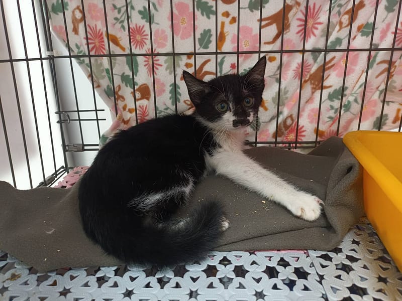 【待認養】混種貓 貓 (男生) - 新北市板橋區公立動物之家