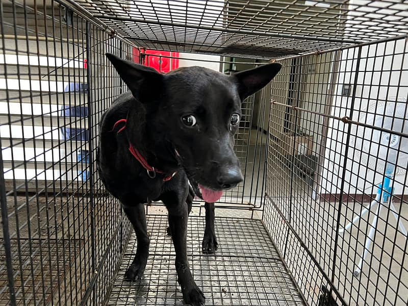 【待認養】混種犬 狗 (男生) - 桃園市動物保護教育園區
