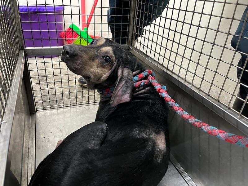 【待認養】混種犬 狗 (女生) - 臺北市動物之家
