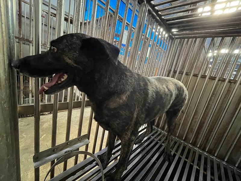 【待認養】混種犬 狗 (女生) - 彰化縣流浪狗中途之家