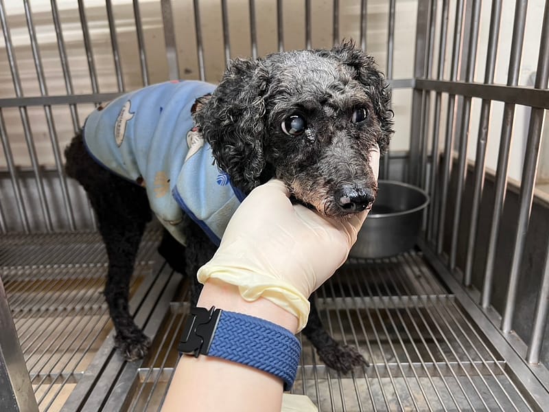 【待認養】貴賓犬 狗 (男生) - 桃園市動物保護教育園區