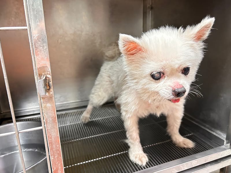 【待認養】博美犬 狗 (男生) - 高雄市壽山動物保護教育園區