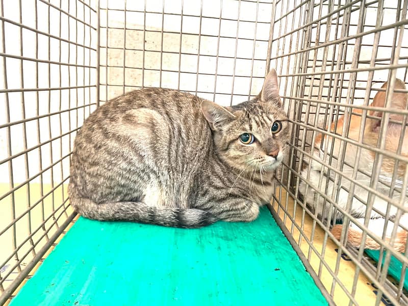 【待認養】混種貓 貓 (女生) - 臺北市動物之家