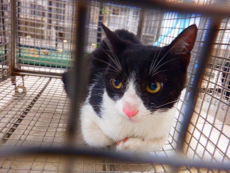 【待認養】混種貓 貓 (女生) - 南投縣公立動物收容所