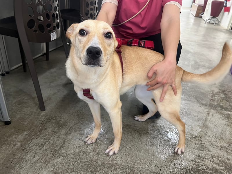 【待認養】混種犬 狗 (女生) - 臺北市動物之家