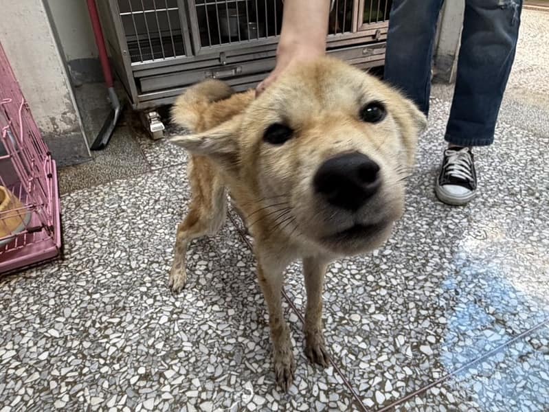 【待認養】混種犬 狗 (女生) - 高雄市壽山動物保護教育園區
