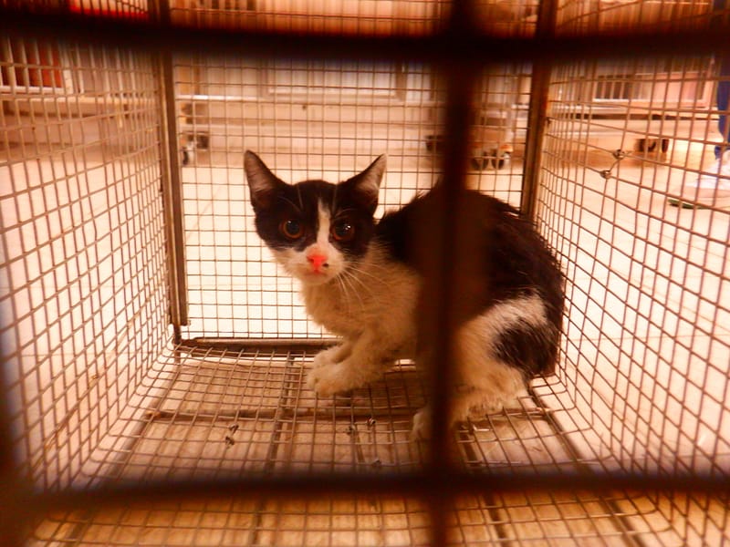 【待認養】混種貓 貓 (男生) - 南投縣公立動物收容所