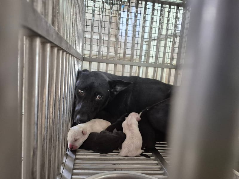 【待認養】混種犬 狗 (女生) - 臺南市動物之家善化站
