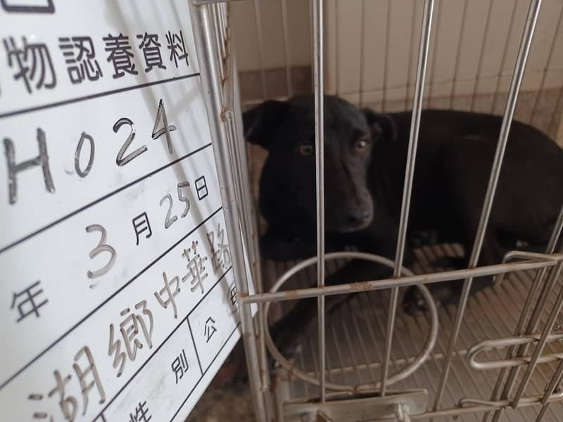 【待認養】混種犬 狗 (女生) - 雲林縣流浪動物收容所