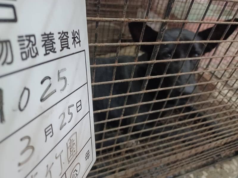 【待認養】混種犬 狗 (男生) - 雲林縣流浪動物收容所