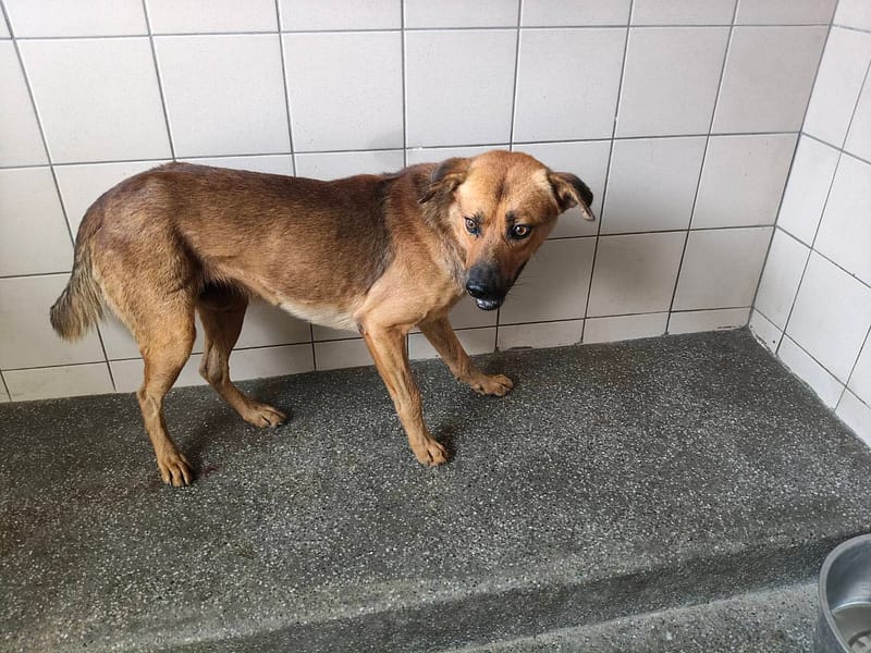 【待認養】混種犬 狗 (男生) - 高雄市燕巢動物保護關愛園區