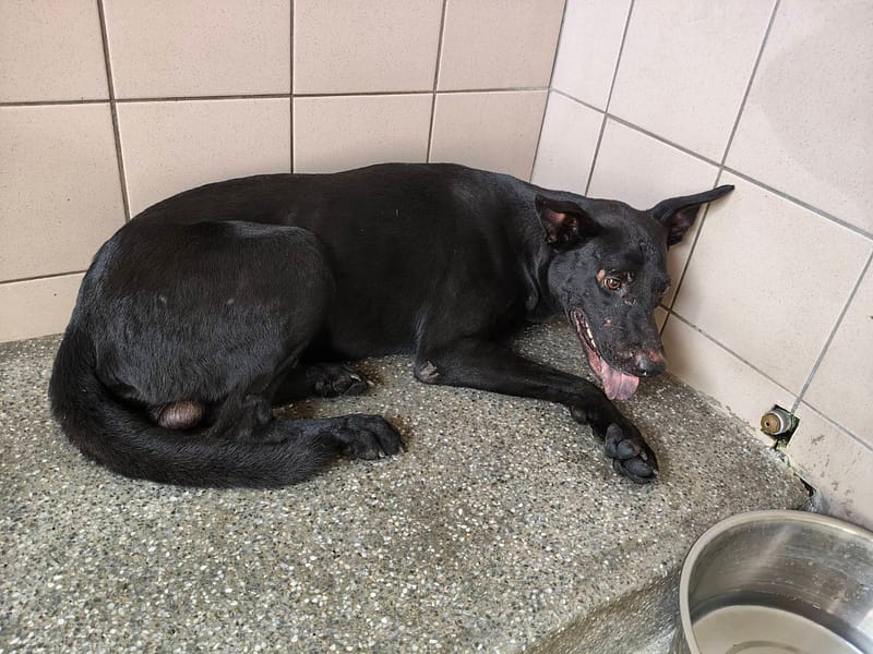 【待認養】混種犬 狗 (男生) - 高雄市燕巢動物保護關愛園區