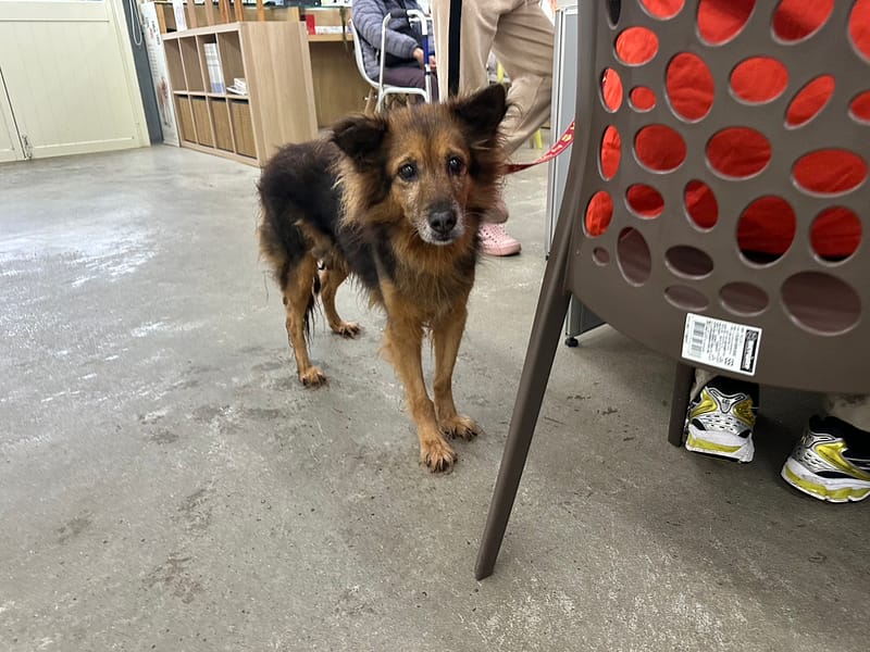 【待認養】混種犬 狗 (女生) - 臺北市動物之家