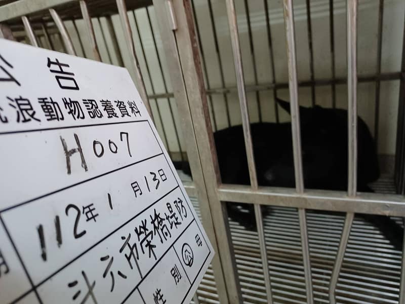 【待認養】混種犬 狗 (男生) - 雲林縣流浪動物收容所